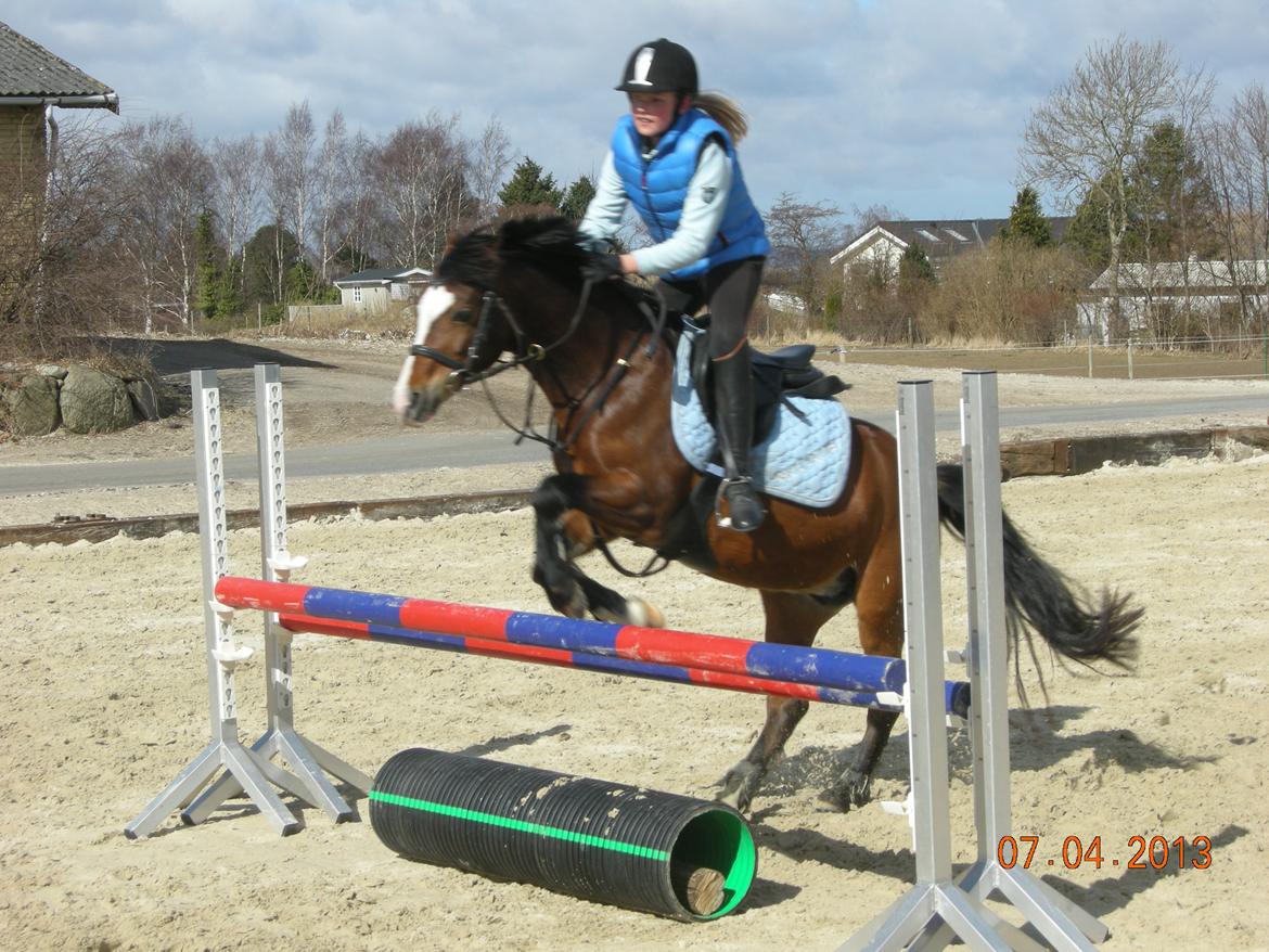 Welsh Pony (sec B) Rakt's Britney solgt - Raket og jeg springer 75 billede 14