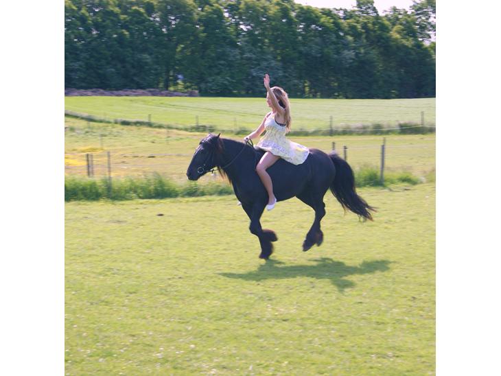 Fell pony Bakkely's Coco billede 1