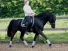 Welsh Cob (sec D) Carport's Chrysler