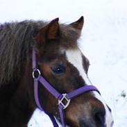 Anden særlig race R.I.P. - Molly