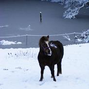 Anden særlig race R.I.P. - Molly