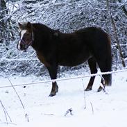 Anden særlig race R.I.P. - Molly