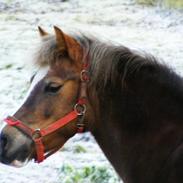 Anden særlig race R.I.P. - Molly