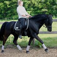 Welsh Cob (sec D) Carport's Chrysler