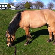 Anden særlig race Tarzan