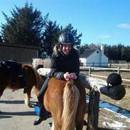 Islænder Frigg st. restrup [tidl. hest]