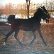 Anden særlig race survivor of the sunshine (bette my)