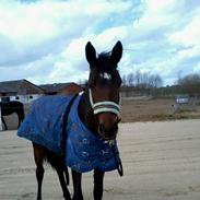 Anden særlig race survivor of the sunshine (bette my)