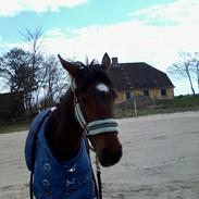 Anden særlig race survivor of the sunshine (bette my)