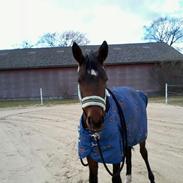 Anden særlig race survivor of the sunshine (bette my)