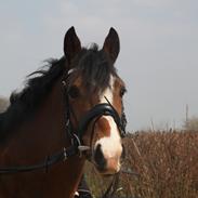 Welsh Pony (sec B) Bakkegaarden´s perfect prince