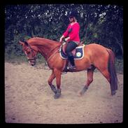 Trakehner Royal Surprice. 