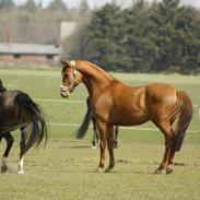 Trakehner Royal Surprice. 