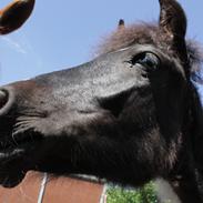Anden særlig race Mirabel