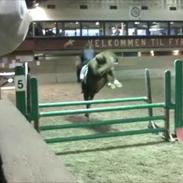 Anden særlig race Sir Outlaw