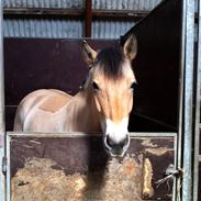 Anden særlig race Francisco's Karla (Lotte) 