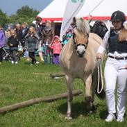Fjordhest Freja