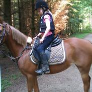 Anden særlig race Miss Lucy