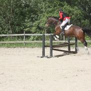 Dansk Varmblod My Choice