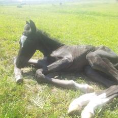 Dansk Varmblod PHB'S Hagbarth