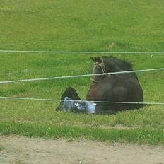 Dansk Varmblod PHB'S Hagbarth