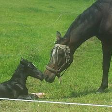 Dansk Varmblod PHB'S Hagbarth