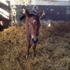 Anden særlig race Magic's Anastacia