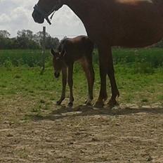 Anden særlig race Magic's Anastacia