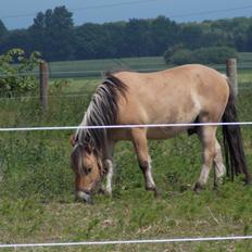 Anden særlig race Cody