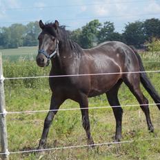 Anden særlig race Walentin