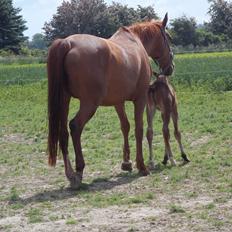 Traver Kind of magic