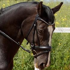 Hannoveraner Woomera