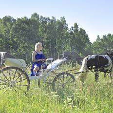Irish Cob Näktergalens Peter Tullamore