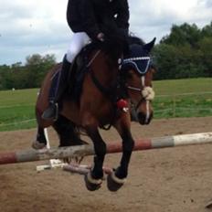 Anden særlig race La-Paloma