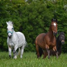 DSP Tino af Rosenholm