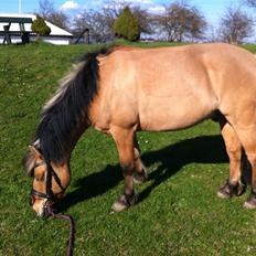 Anden særlig race Tarzan