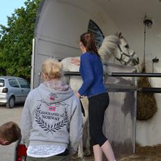 Anden særlig race Pegasus SOLGT