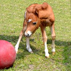 Amerikansk Miniature Highlight Red Lily