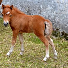 Amerikansk Miniature Highlight Red Lily