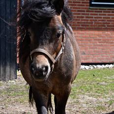 Shetlænder Bagheera af Bjørnholm