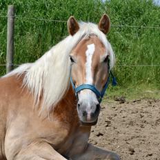 Haflinger Avalon