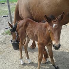 Anden særlig race Magic's Anastacia