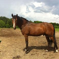 Anden særlig race Ivoire Gede RIP