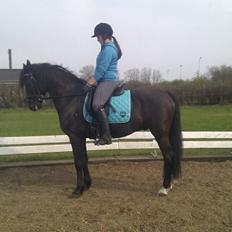 Anden særlig race Armani