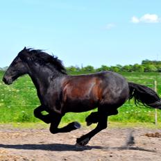 Frieser Luis Rustong