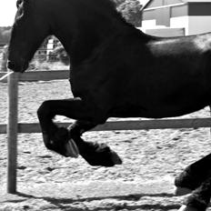 Frieser Luis Rustong