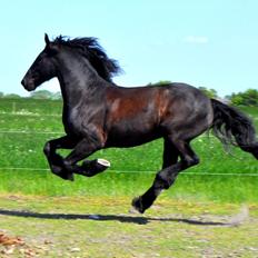 Frieser Luis Rustong