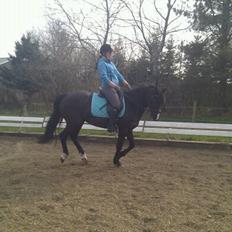 Anden særlig race Armani