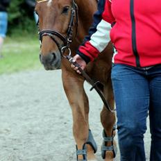 Anden særlig race Mr. Darwin