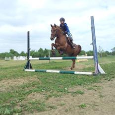 Anden særlig race Mr. Darwin